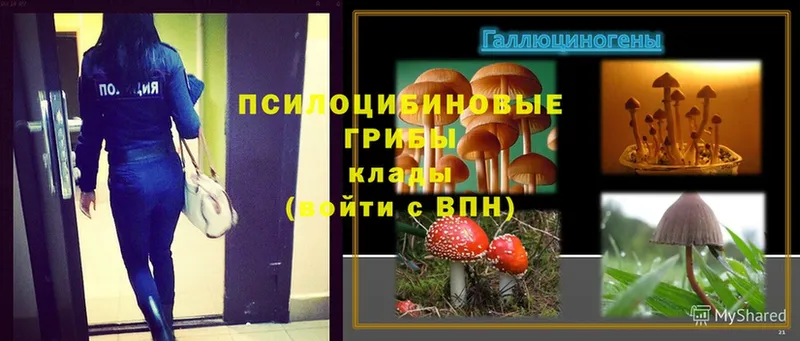 Галлюциногенные грибы Magic Shrooms  ОМГ ОМГ ССЫЛКА  Кимовск 